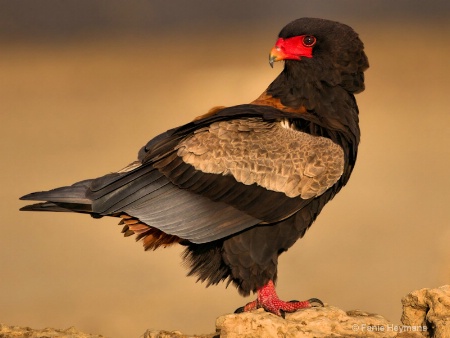 Bateleur Eagle