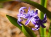 New Bloom