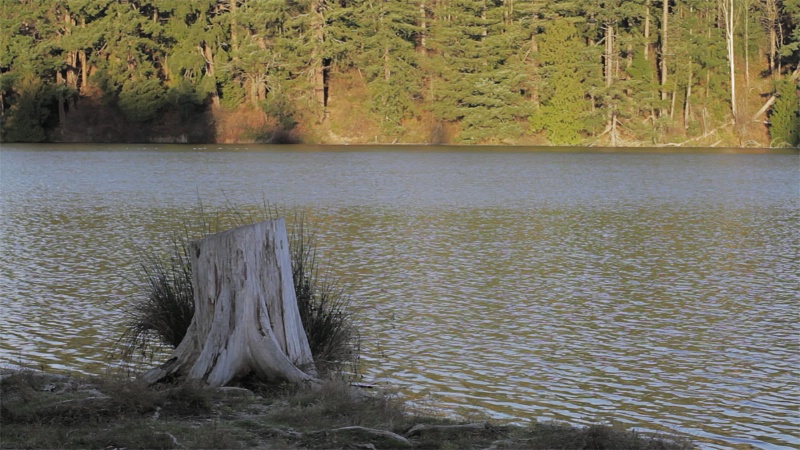 Lake Wilderness Park - Stump 1