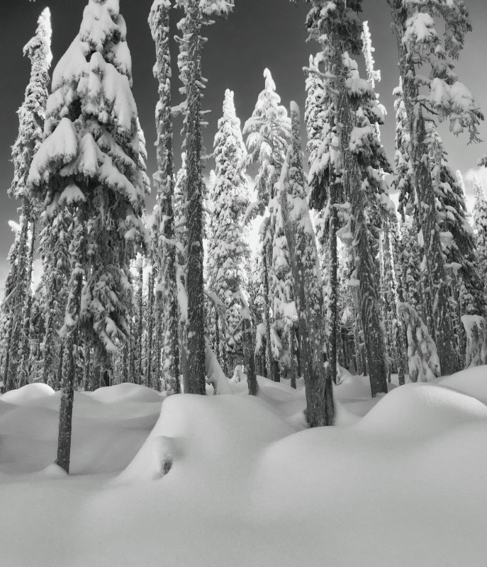 Snowy Sentinels of Winter