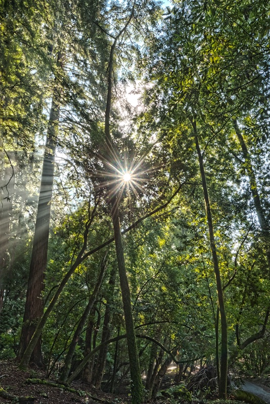 Light through the woods