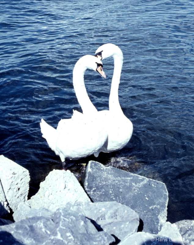 Swans in Schwitzerland