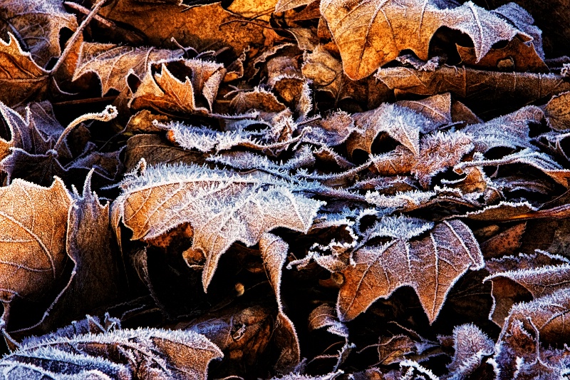 Crystal Leaves