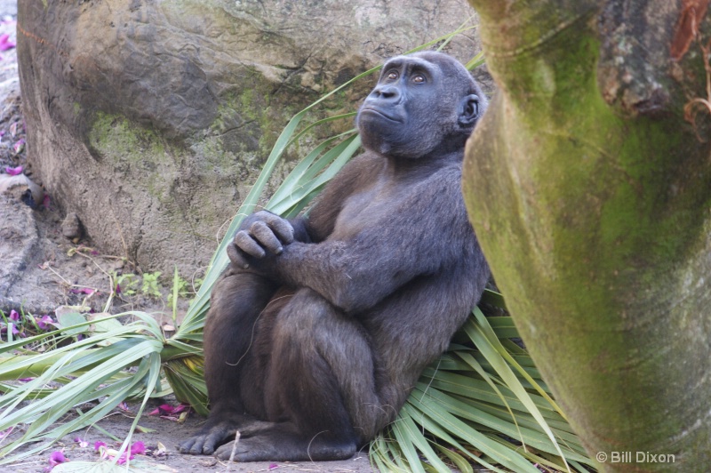 In Deep Thought - ID: 11312774 © William E. Dixon