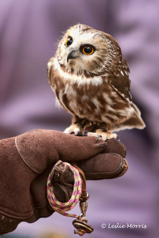 Northern Saw-Whet Owl - ID: 11312920 © Leslie J. Morris