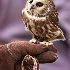 © Leslie J. Morris PhotoID # 11312920: Northern Saw-Whet Owl
