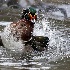 © Leslie J. Morris PhotoID # 11312925: Wood Duck Tango 