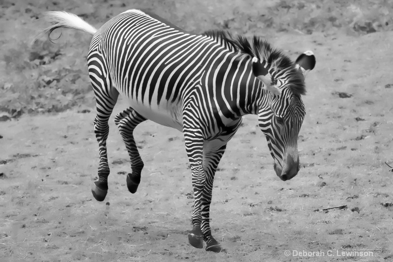 Wild Zebra - ID: 11314107 © Deborah C. Lewinson