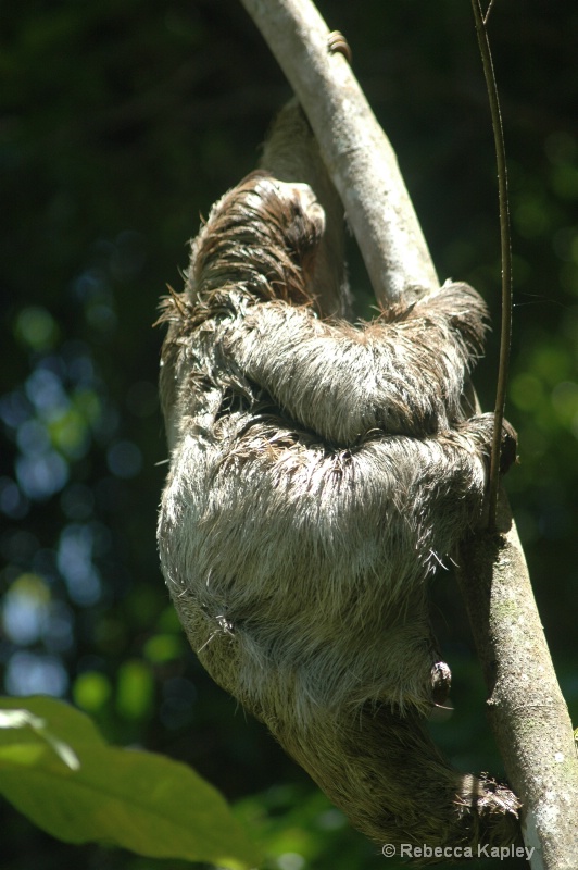 Three toed sloth