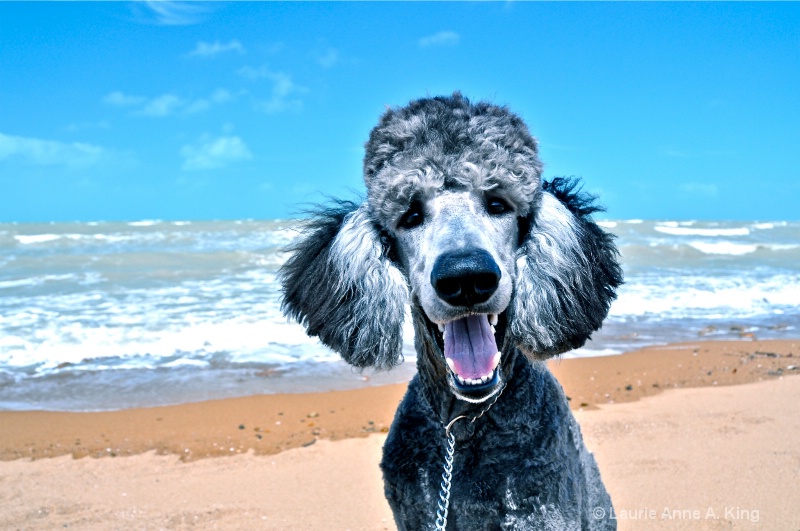 Wallace the Beach Dog!