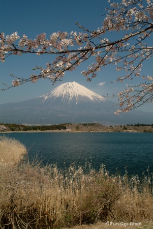 MOUNT FUJI AND CHERRY BLOSSOMS