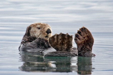 Sea Otter