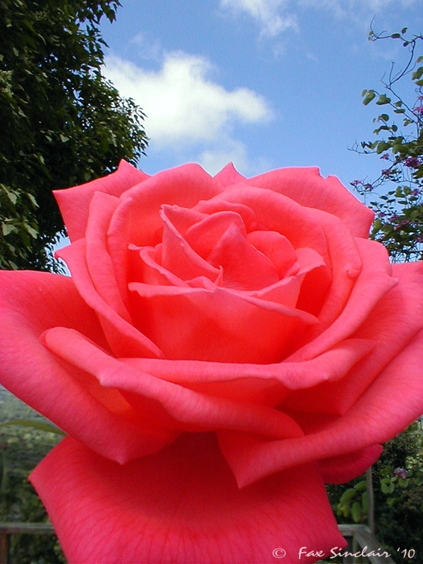 Rose of Honaunau 2010 