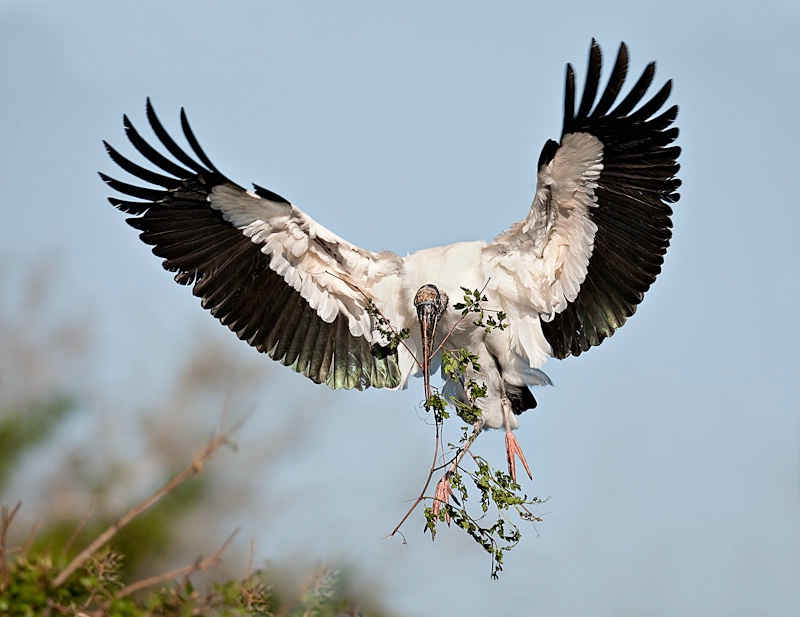 Wood Stork w/ Nesting Mterial