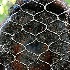 2The Fence - ID: 11315313 © Kathy Salerni