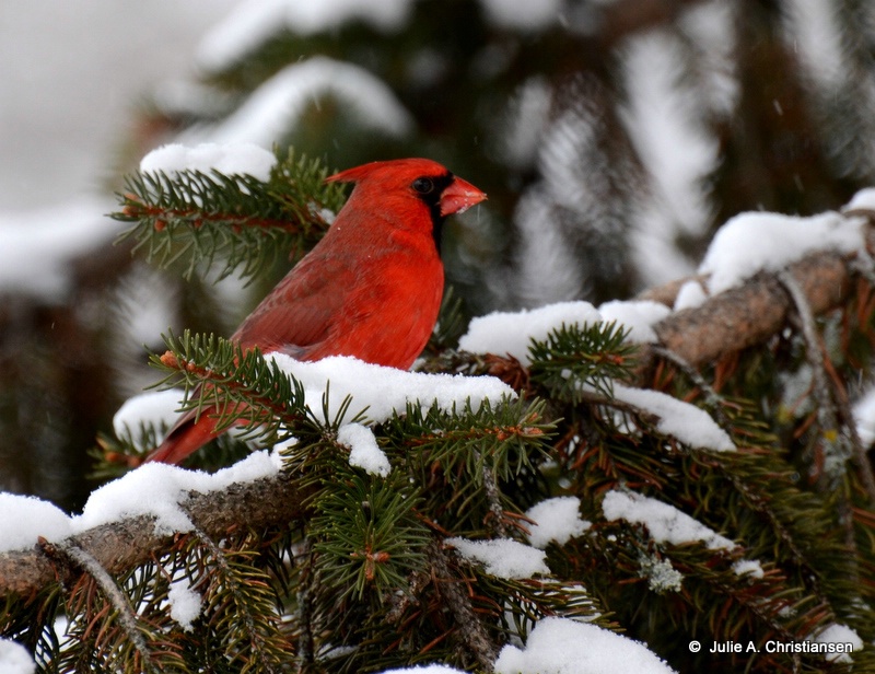 Mr. Cardinal.........