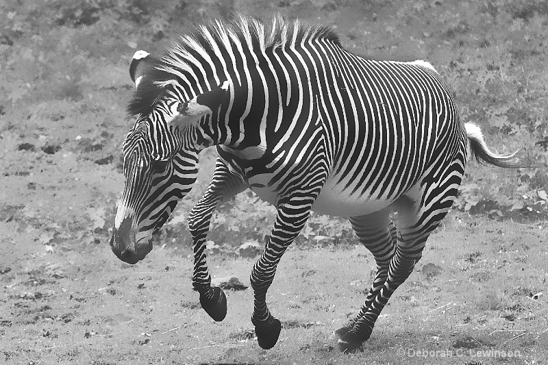 Wild Zebra - 2 - ID: 11315970 © Deborah C. Lewinson