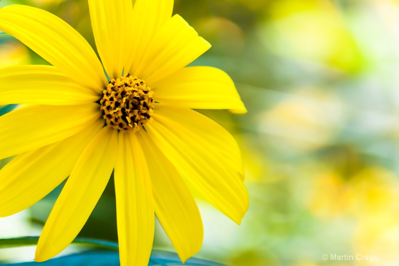 "Sun Flower"