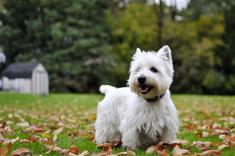 Westies Yard