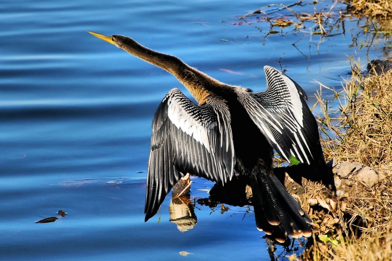 Water Turkey