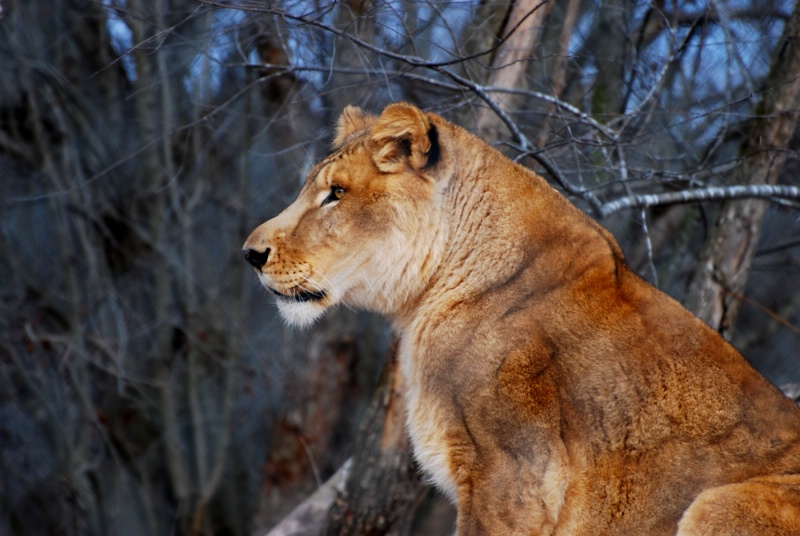 Overweight Lioness