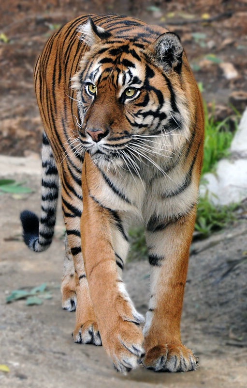 Just Struttin - ID: 11317623 © Kathy Salerni