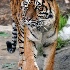 2Just Struttin - ID: 11317623 © Kathy Salerni