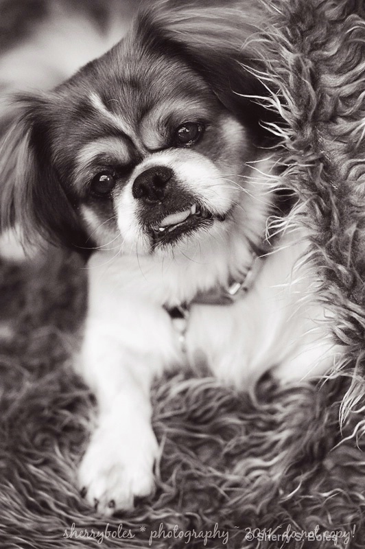 sweet dog
