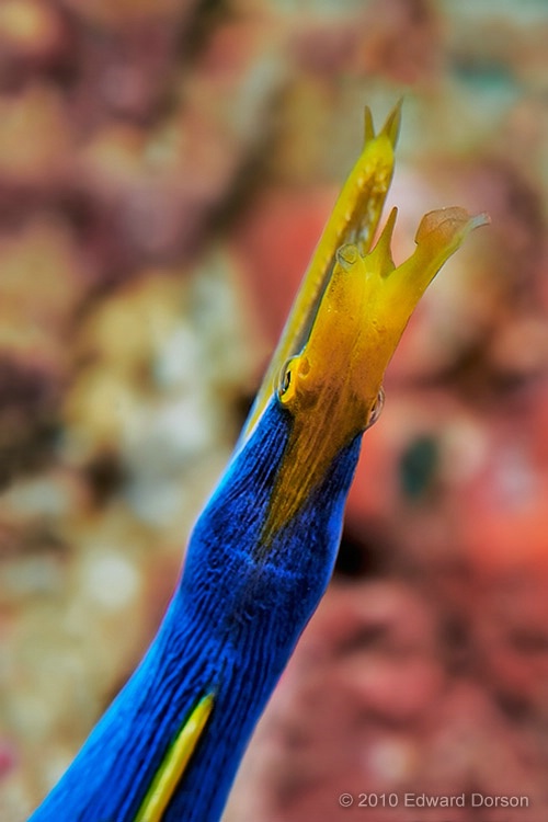 Blue Ribbon Eel 1 - ID: 11318432 © Edward Dorson
