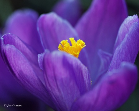 Spring Crocus