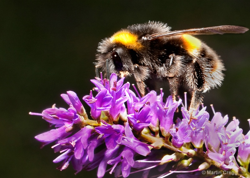 British Bumble Bee
