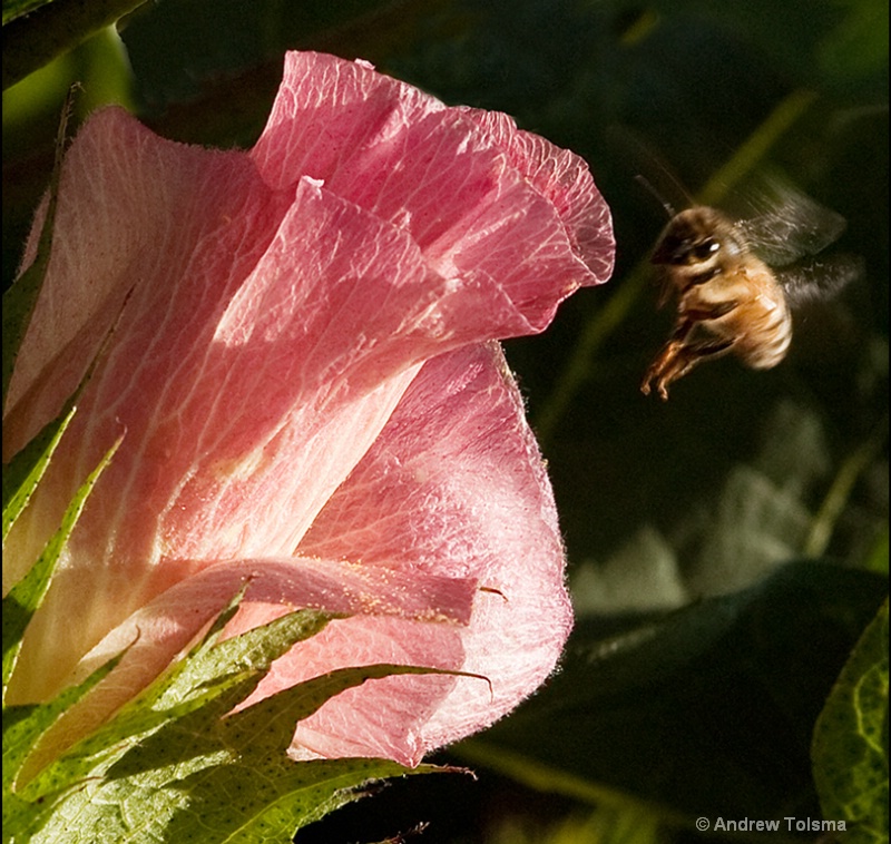 Bee and a Cotton Bloom