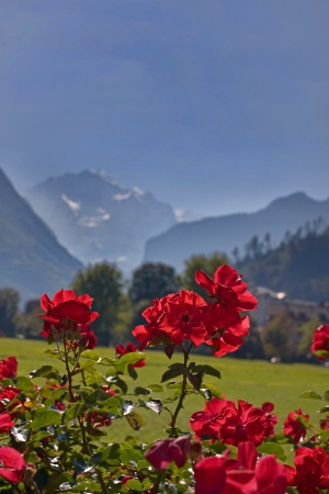 Red Geraniums in Switzerland