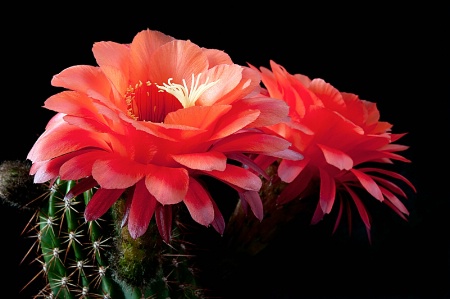 Cactus Flower