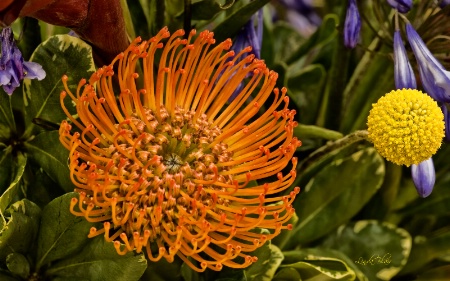 Protea Pin Cushion Flower