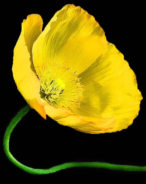 Sunshine Poppy - ID: 11321271 © Kathy Salerni
