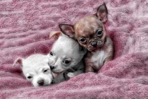 January 2011 Photo Contest 2nd Place Prize Winner