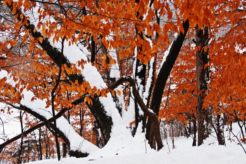 Snowy Oak 