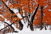 Snowy Oak 