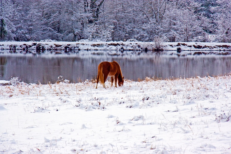 december snow 007