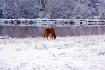 december snow 007