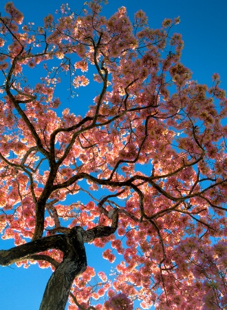 flowering tree 