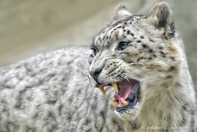 Snow Leopard -3 - ID: 11326050 © Deborah C. Lewinson