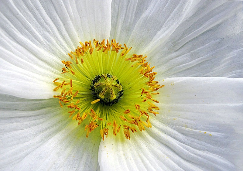 Winter White - ID: 11327794 © Kathy Salerni