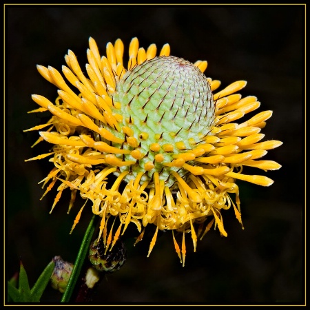 Golden Drumstick