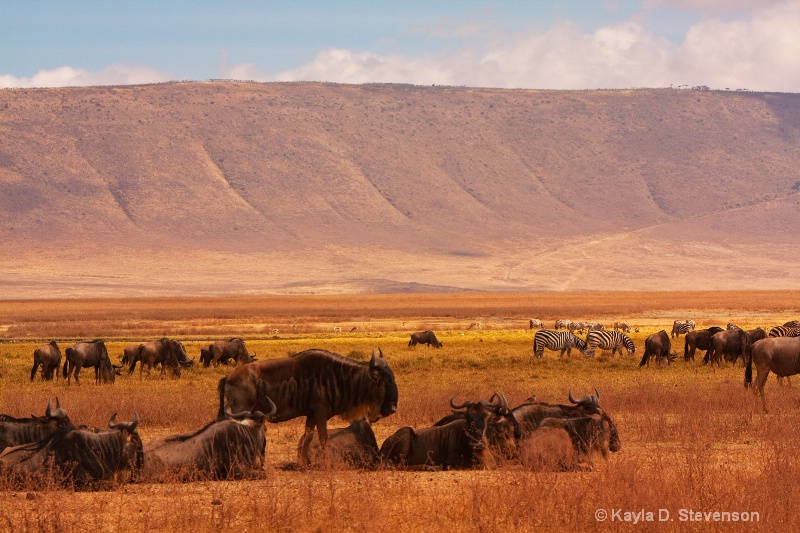 Wildebeest in Ngorongoro Crater, Tanzania