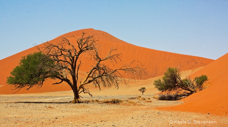 Camelthorn bush, Sosussvlei, Namibia