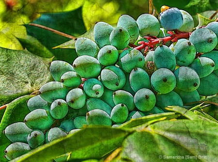Leather Leaf Mahonia Berries