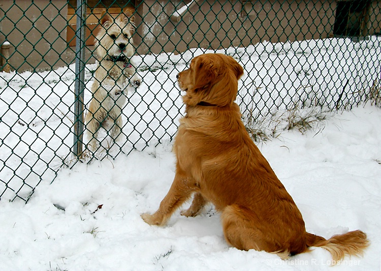 When Harry Met Suki....