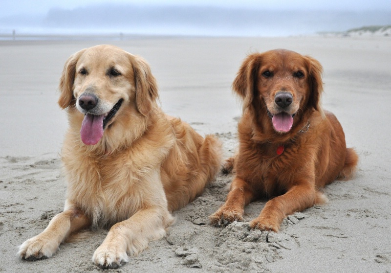 Goldens At Nehalem Bay State Park